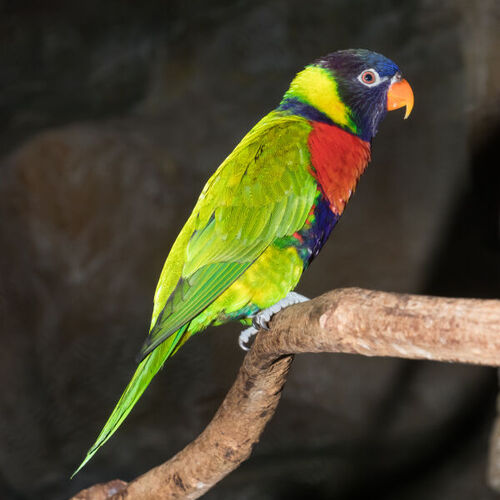 Las aves suelen tener colores vistosos