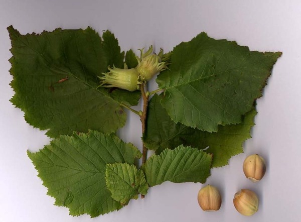 Partes del Corylus avellana