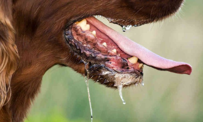 El perro echa babasa por la boca.