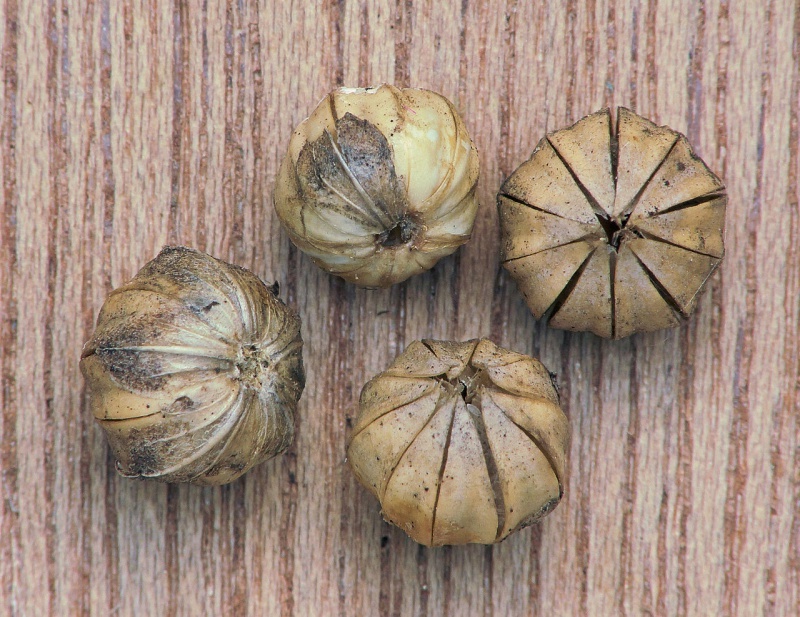 Bagas: cpsulas que contienen las semillas de lino.