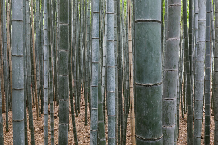 Caas de bamb