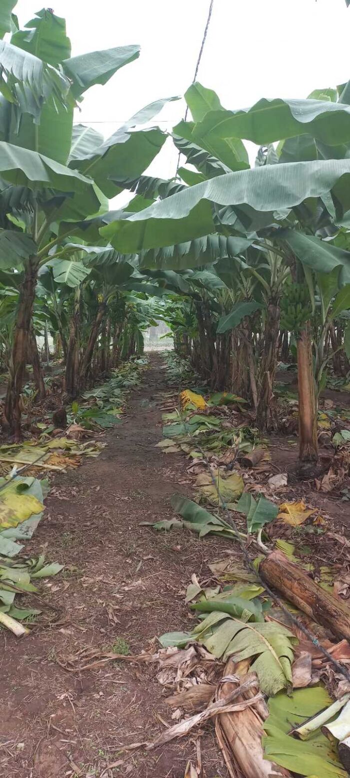 Plantas de banano