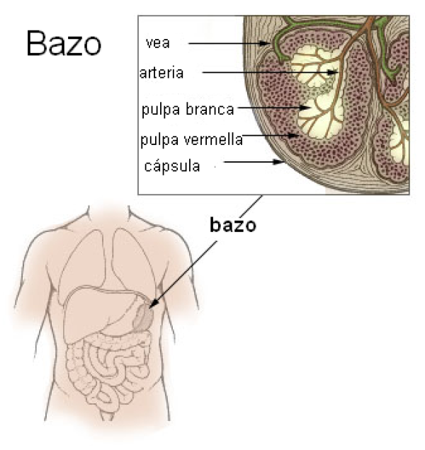 Bazo