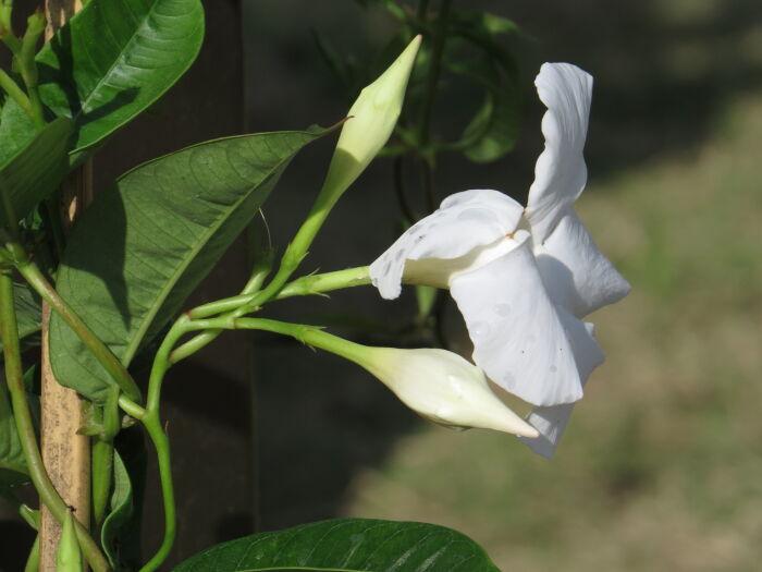 Bejuco (Mandevilla boliviensis)