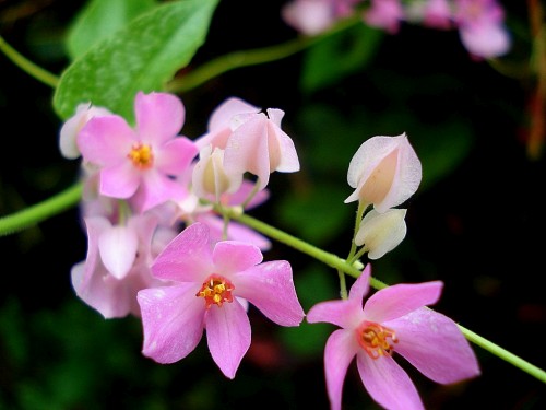 Antigonon leptopus. Flor bellsima, otros nombres: Flor o enredadera de San Diego, rosa de mayo, corona de reina, hierba de Santa Rosa, flor de San Miguel, San Miguelito, fulmina, coronilla, cadena de amor, confite, corona, corona de la reina, coronela, jololito.