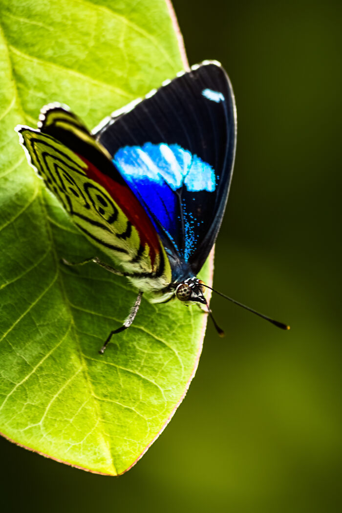 borboleta