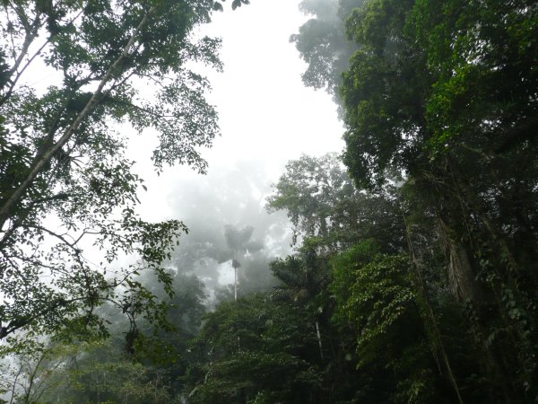 bosque nublado