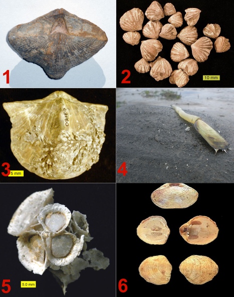 1) Neospirifer condor, braquipodo del carbonfero hallado en Bolivia. 2) Rhynchotrema dentatum, un braquipodo rinoide del Cincinnaticio (Ordovcico Superior) del sureste de Indiana. 3) Un braquipodo espirdrico devnico de Ohio que sirvi como sustrato husped para una colonia de hederlidos. 4) Lingula que fue encontrada cerca de la ciudad de Ozamis, Filipinas. 5) Hercosestria cribrosa. 6) Terebratella sanguinea