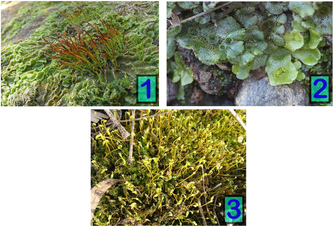 1) Antocerotas (Anthocerotophyta) incluyen aquellas briofitas que se cree que son los parientes vivos ms cercanos de las plantas vasculares. En la imagen un miembro de la familia Dendrocerotacea. 2) Los musgos son un grupo de briofitas. 3) Las hepticas estn incluidas en el grupo de las briofitas. Especies en la imagen: Marchantia y Lunularia spp.