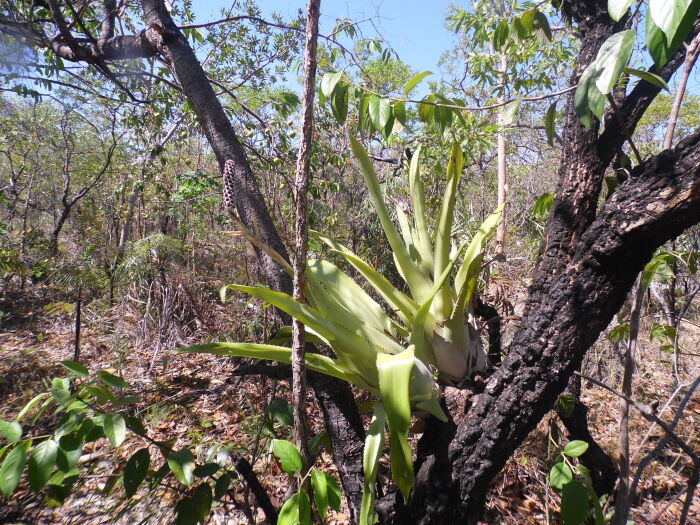 Bromeliceas