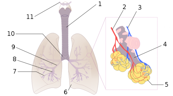 1:Tráquea 2:Arteria pulmonar 3:Vena pulmonar 4:Conducto alveolar 5:Alvéolos 6:Corte cardíaco 7:Bronquiolos 8:Bronquios terciarios 9:Bronquios secundarios 10:Bronquios primarios 11:Laringe