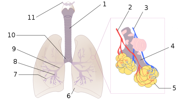 1:Trquea 2:Arteria pulmonar 3:Vena pulmonar 4:Conducto alveolar 5:Alvolos 6:Corte cardaco 7:Bronquiolos 8:Bronquios terciarios 9:Bronquios secundarios 10:Bronquios primarios 11:Laringe