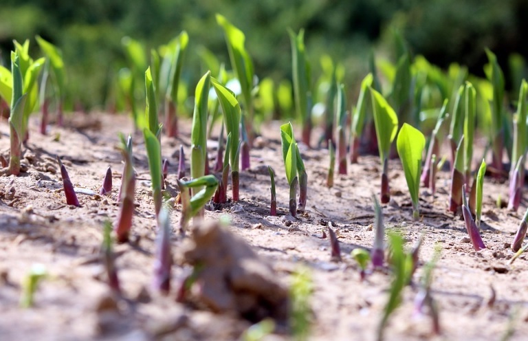 Los plantines estn brotando de la tierra.