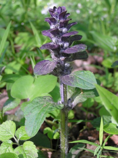 Corocha: planta de la familia Lamiaceae, tambin denominada bgula o consuelda media. De nombre cientfico Ajuga reptans. Tambin conocida como bgula o consuelda media.