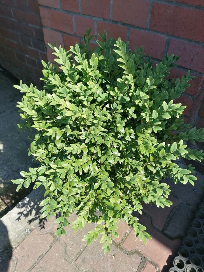 Boje (buxus sempervirens)