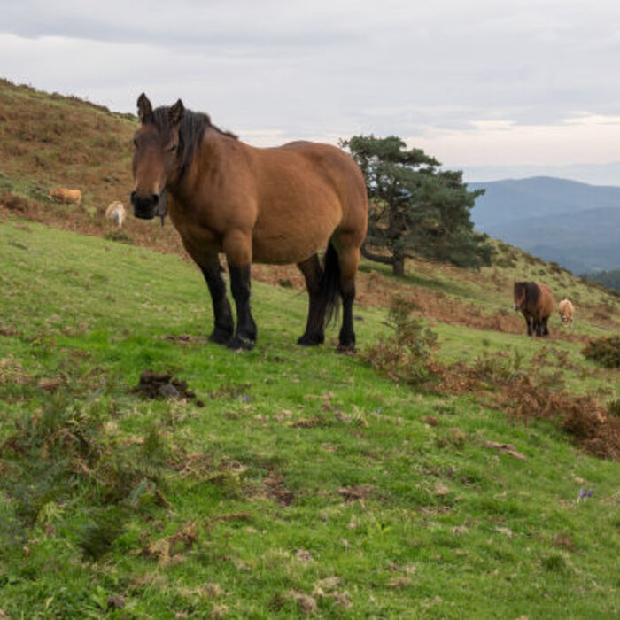 Un caballo arisco que no se deja montar