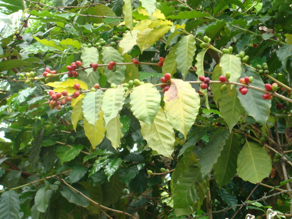 Cafeto (el rbol del caf)