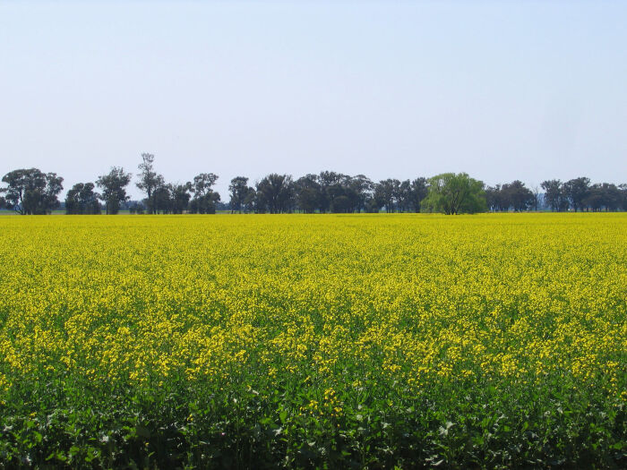 Canola