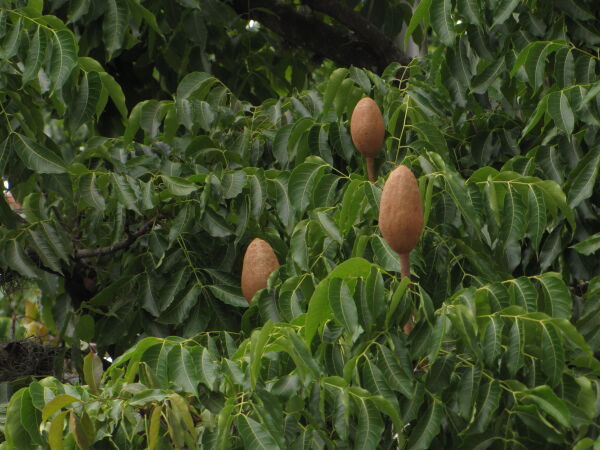 rbol cedro caoba (Swietenia macrophylla)