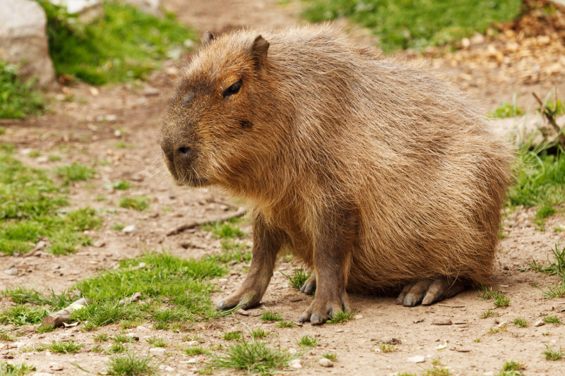 Carpincho, capibara, ronsoco, chigiro o chigire.