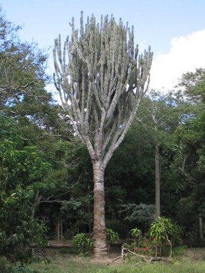  Variedad del cacto. De nombre cientfico Cereus dayamii.