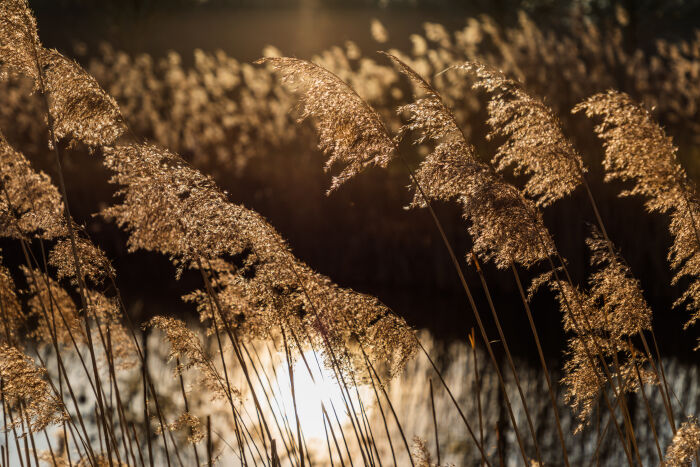  Espigas de carrizo (Phragmites australis)