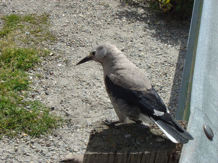 Cascanueces (Nucifraga columbiana)