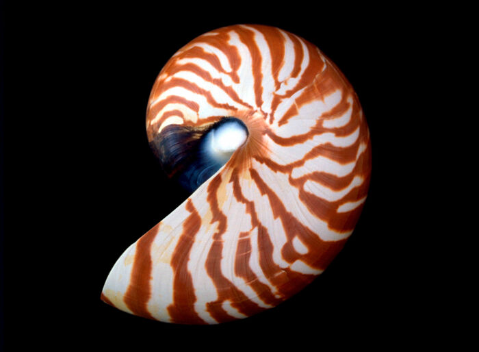 Nautilus macromphalus, otro tipo de cefalpodo