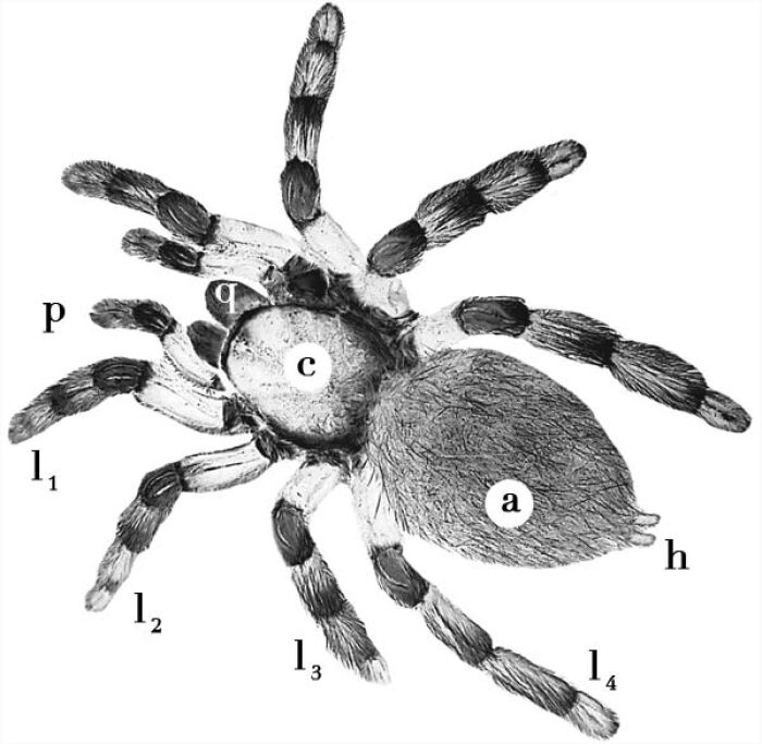 Anatoma externa de una araa. el C es el cefalotrax (prosoma). a, abdomen (opistosoma). q, quelcero. p, pedipalpo. l1 a l4, patas locomotoras. h, hileras