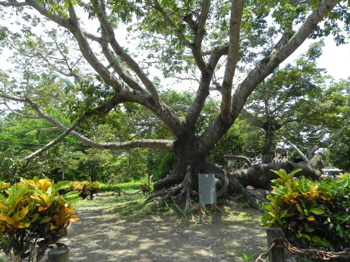 ceiba