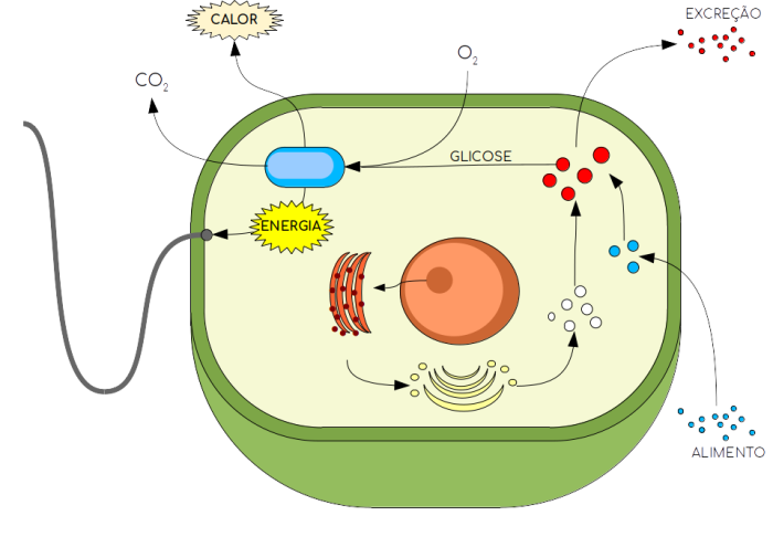 Metabolismo de una clula eucariota