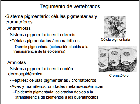 Clula que tiene glndulas de pigmento. Tambin es llamada clula melanforo.