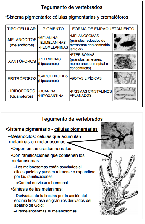 El pigmento en los tejidos de vertebrados est dado por las clulas pigmentarias y los cromatforos.