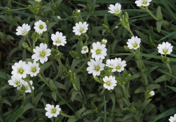 Cerastio (Cerastium arvense)