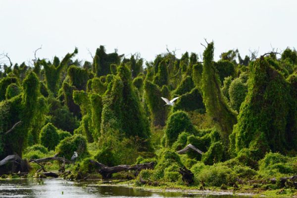 Champales del bañado La Estrella en Formosa, Argentina