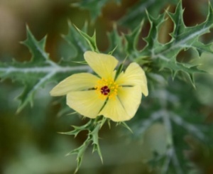 Grupo de plantas del gnero Argemone: chicalote