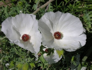 Grupo de plantas del gnero Argemone: chicalote