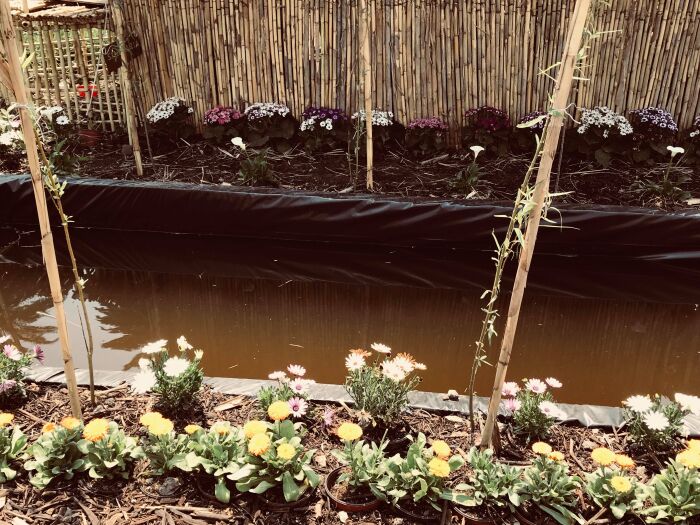  Sistema de canales de riego para abastecer la chinampa, Flor ms Bella del Ejido, Xochimilco, Mxico
