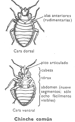 La chinche comn (C. lectularius) es pequea, aplanada, coricea, oval, apestosa y rojiza, cubierta de pelos microscpicos.