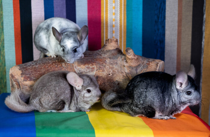 Chinchillas