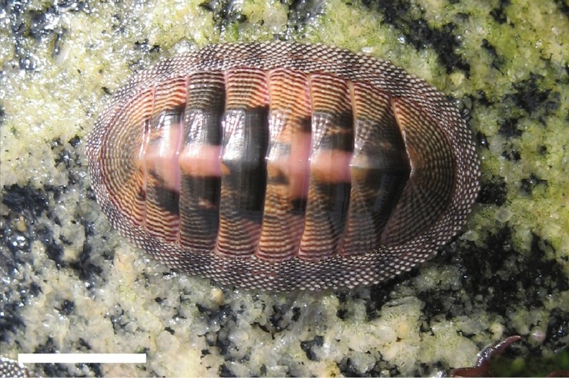 Chitn. Nombre cientfico: Chiton cumingsii