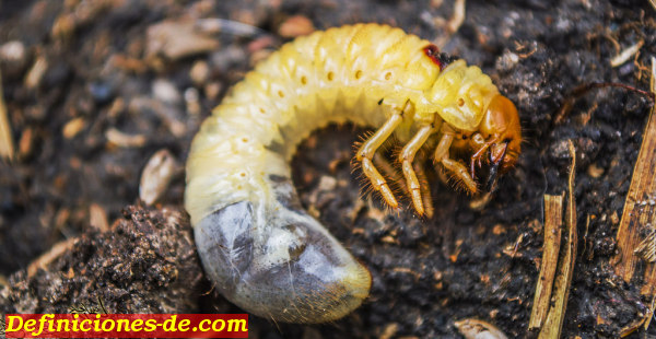 Chiza, chisa, cascarudo, larva de escarabajo o mojojoy.