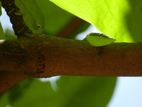 culebra chocoya