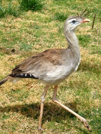 Chuna: Familia de aves de Sudamrica, del mismo orden que las grullas. El nombre cientfico de la familia es Cariamidae o carimidos. Est compuesta de dos especies: Cariama cristata (chua de patas rojas) y Chunga burmeisteri (chua de patas negras). Vulgarmente se las conoce como chunas, chuas o seriemas.