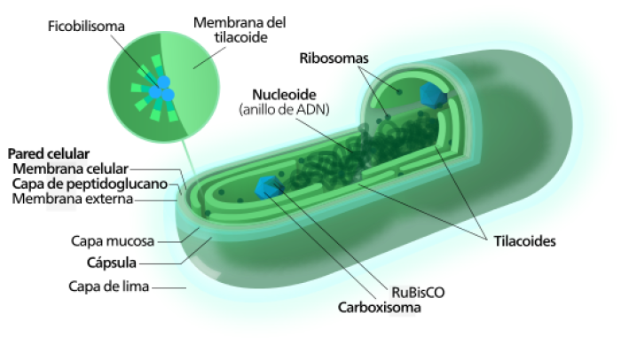 Cianobacteria