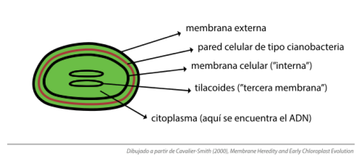 Cianobacteria