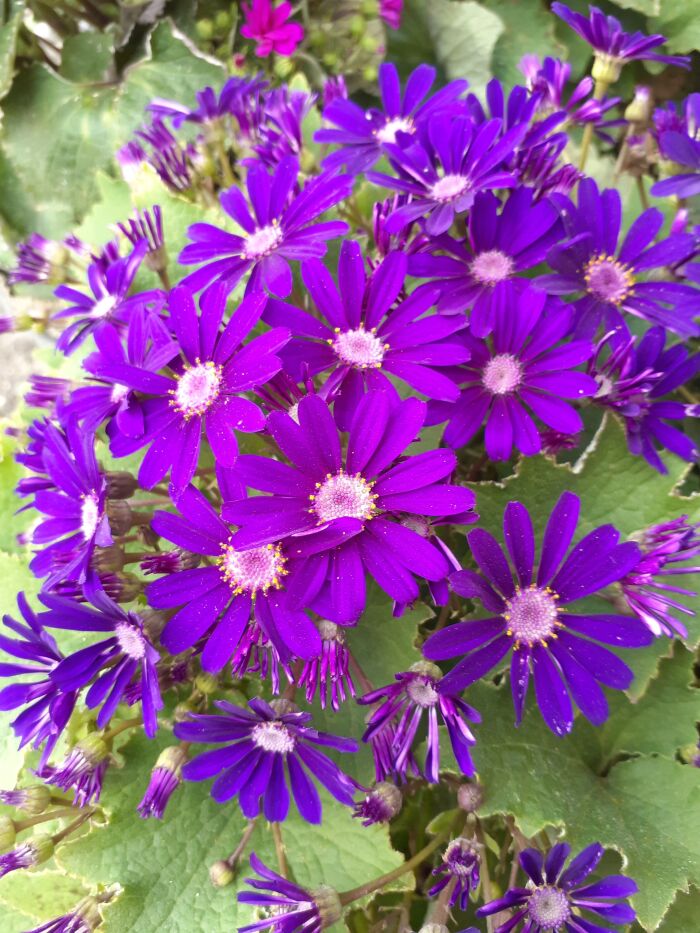 Cineraria