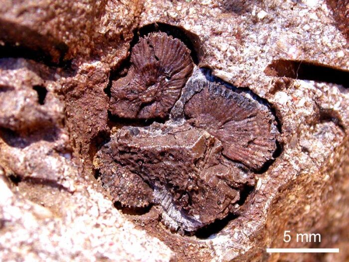 Bases de cirrpedos - Faldeo del cerro Lpez, Bariloche - Formacin Ventana (palegeno), 30 millones de aos