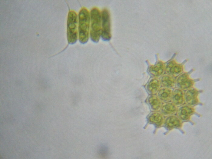 Clorofceas: Scenedesmus y Pediastrum.