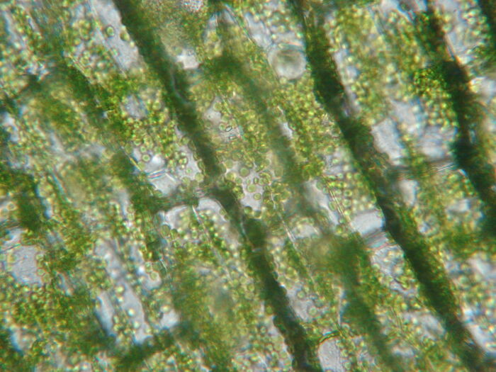 Clorofila desde un microscopio